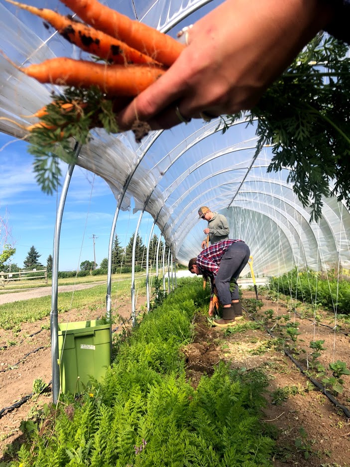 crop-science-degree-program-at-montana-state-university-plant